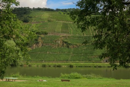 A typical view: The river Mosel with vineyards on the surrounding hills